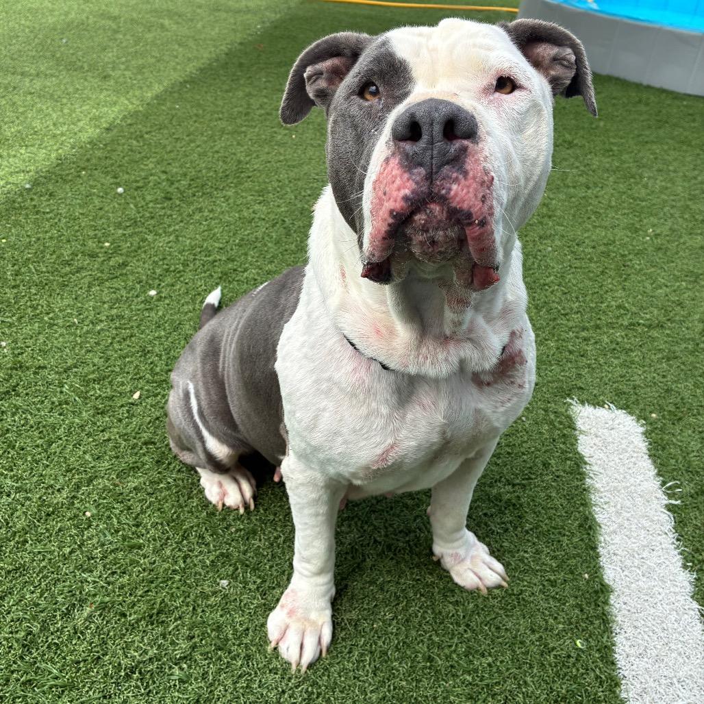 Enlarge Aurora, a Adoptable American Bulldog in Batavia, OH image 6/6