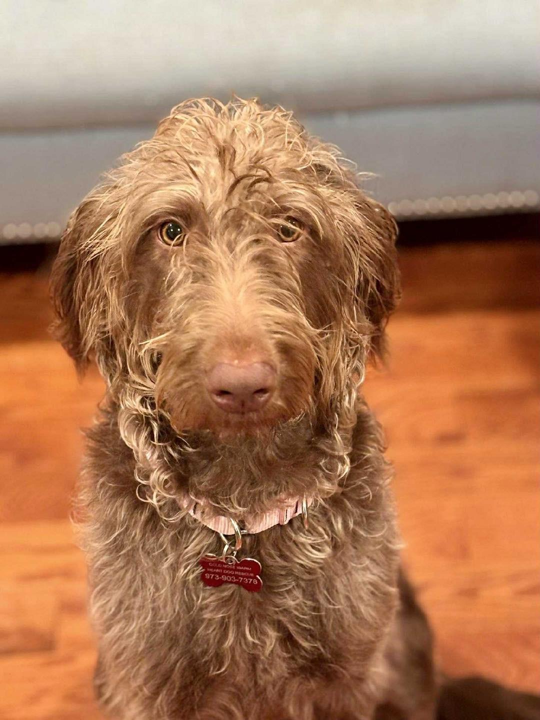 Nutmeg, Adoptable, Young Female Labradoodle.