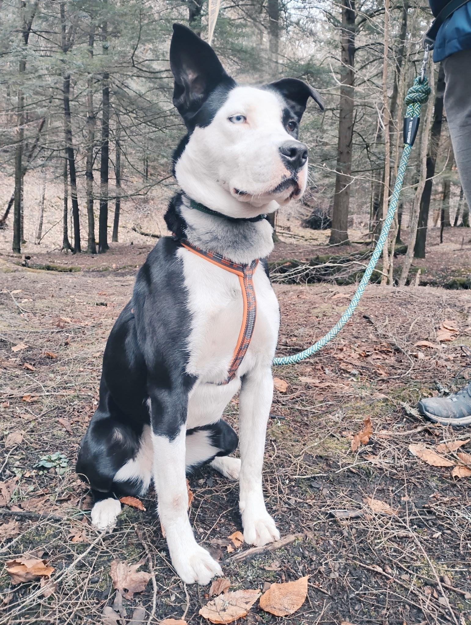 Enlarge Star, a Adoptable mixed breed in Lake View, NY image 1/2