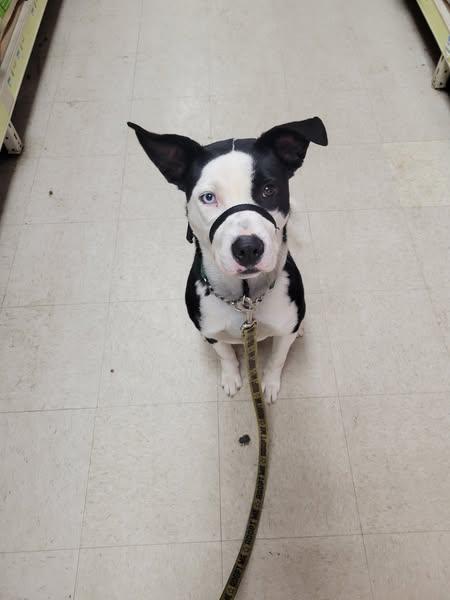 Enlarge Star, a Adoptable mixed breed in Lake View, NY image 2/2