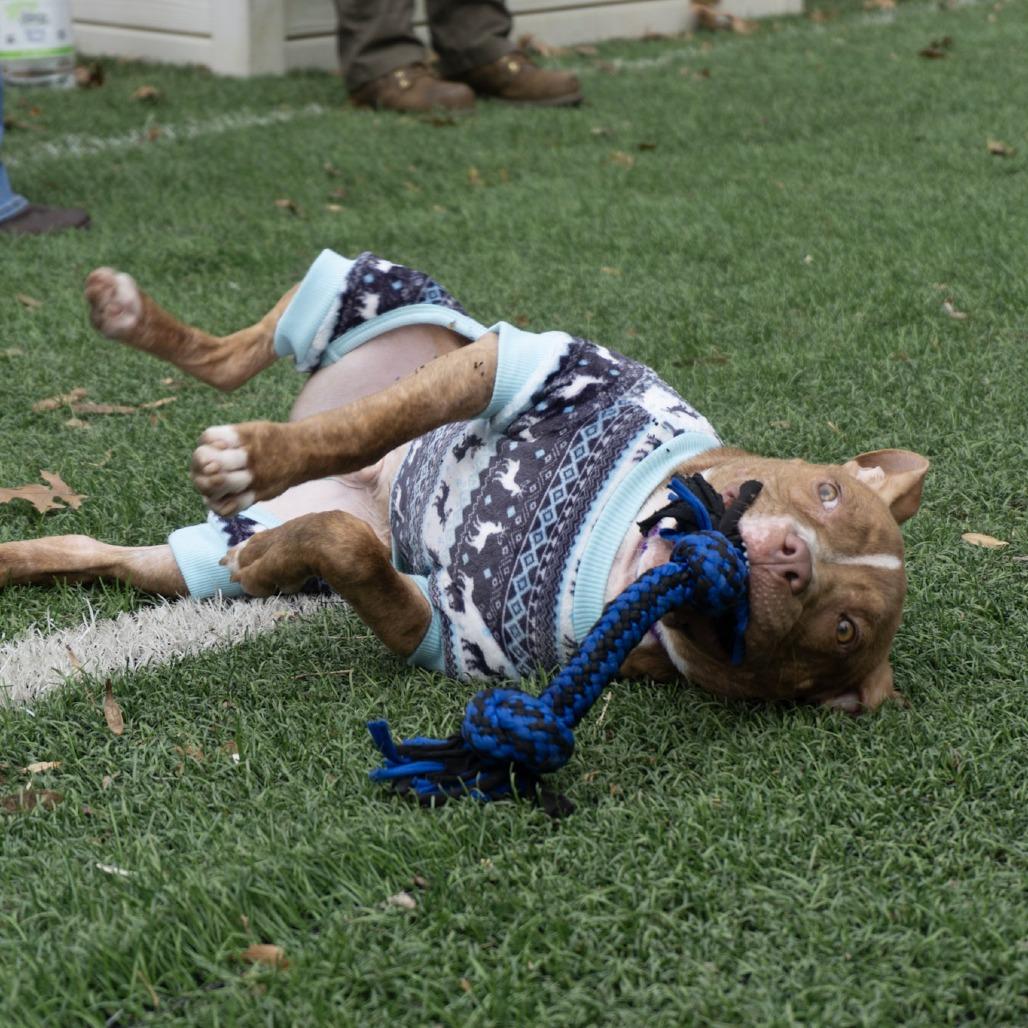 Enlarge Whippersnapper, a Adoptable Pit Bull Terrier in Baltimore, MD image 1/6