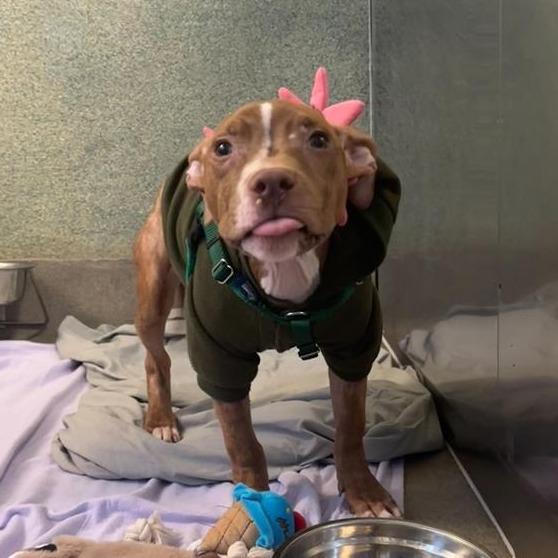 Whippersnapper, a Adoptable Pit Bull Terrier in Baltimore, MD image 2/6