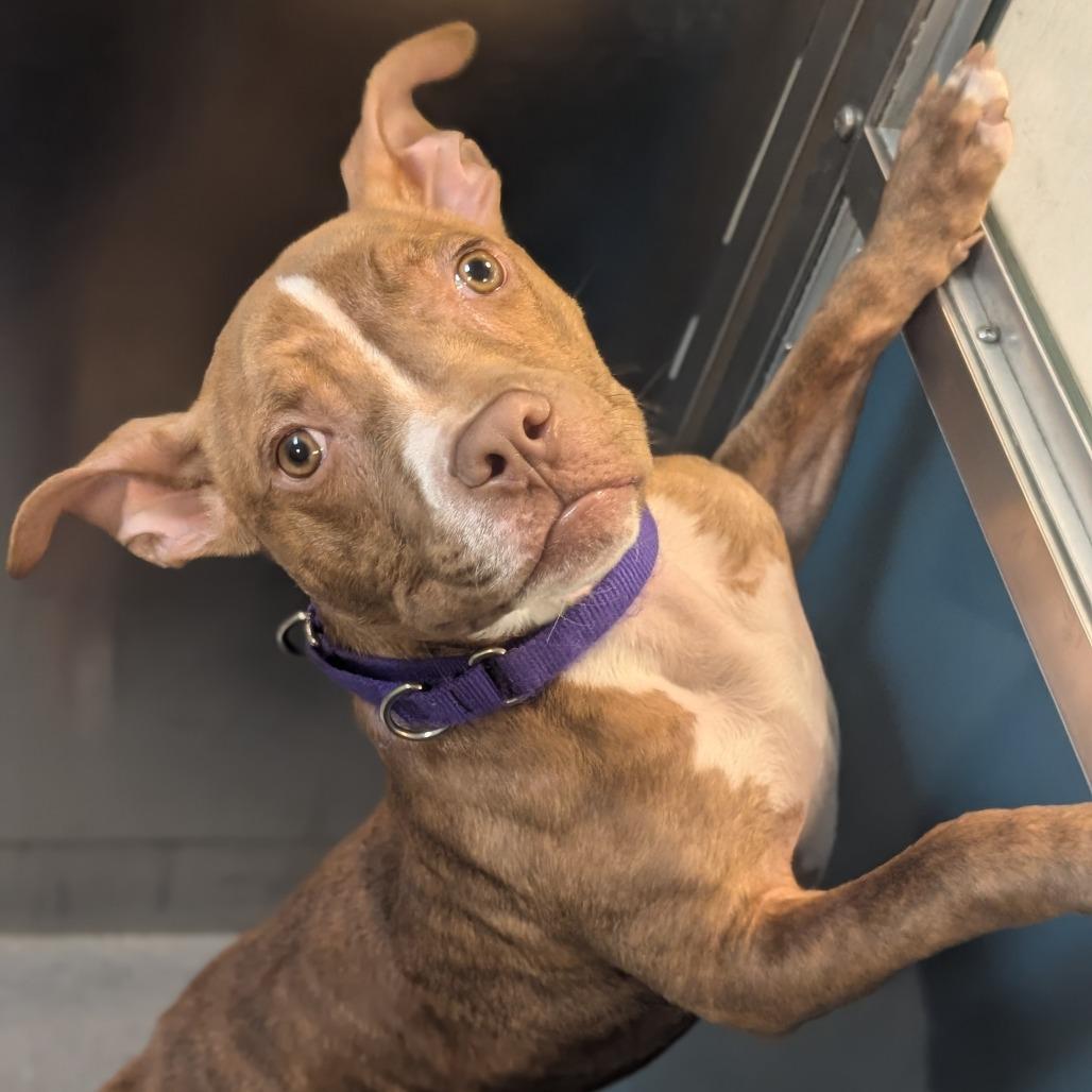 Enlarge Whippersnapper, a Adoptable Pit Bull Terrier in Baltimore, MD image 2/6