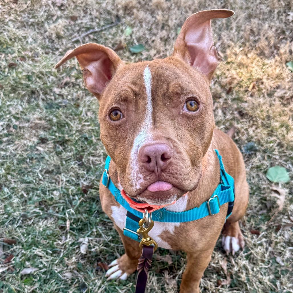 Enlarge Whippersnapper, a Adoptable Pit Bull Terrier in Baltimore, MD image 2/4