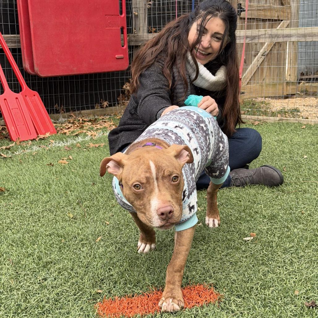 Whippersnapper, a Adoptable Pit Bull Terrier in Baltimore, MD image 3/6