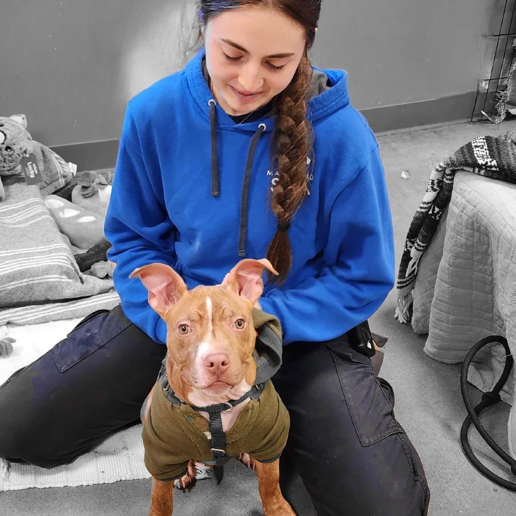 Enlarge Whippersnapper, a Adoptable Pit Bull Terrier in Baltimore, MD image 4/6