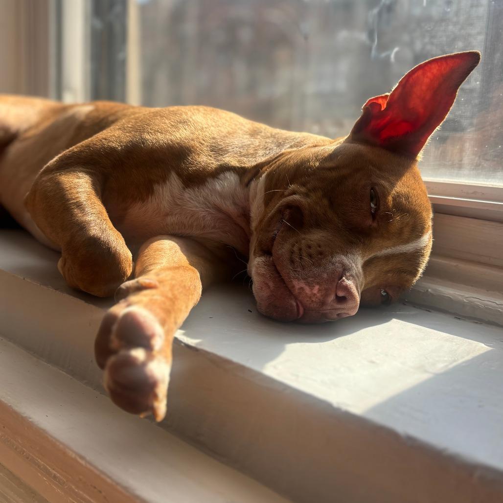 Whippersnapper, a Adoptable Pit Bull Terrier in Baltimore, MD image 4/6