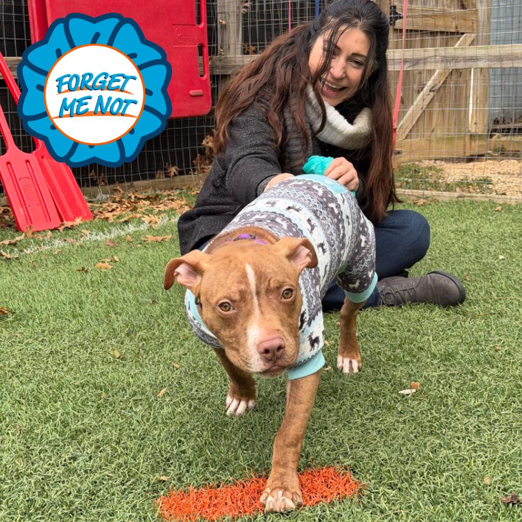 Enlarge Whippersnapper, a Adoptable Pit Bull Terrier in Baltimore, MD image 3/4