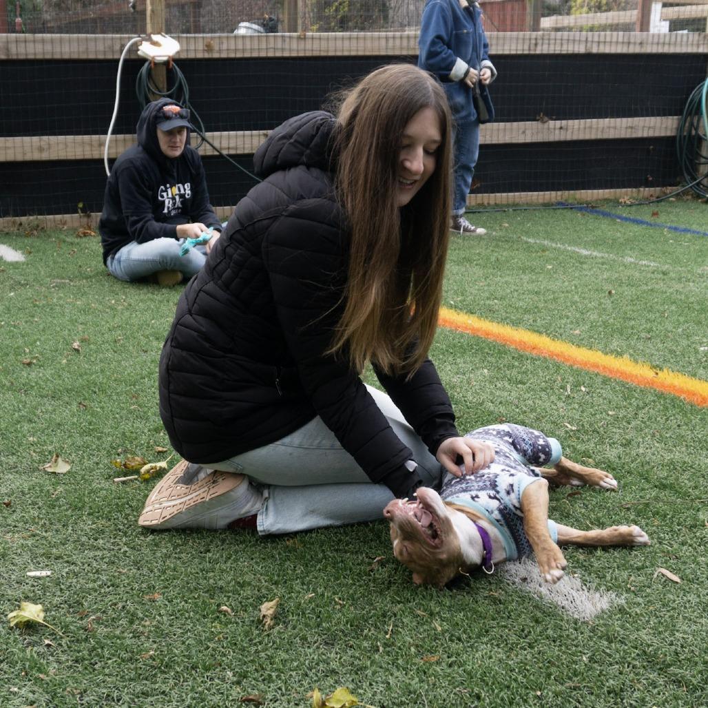 Enlarge Whippersnapper, a Adoptable Pit Bull Terrier in Baltimore, MD image 5/6