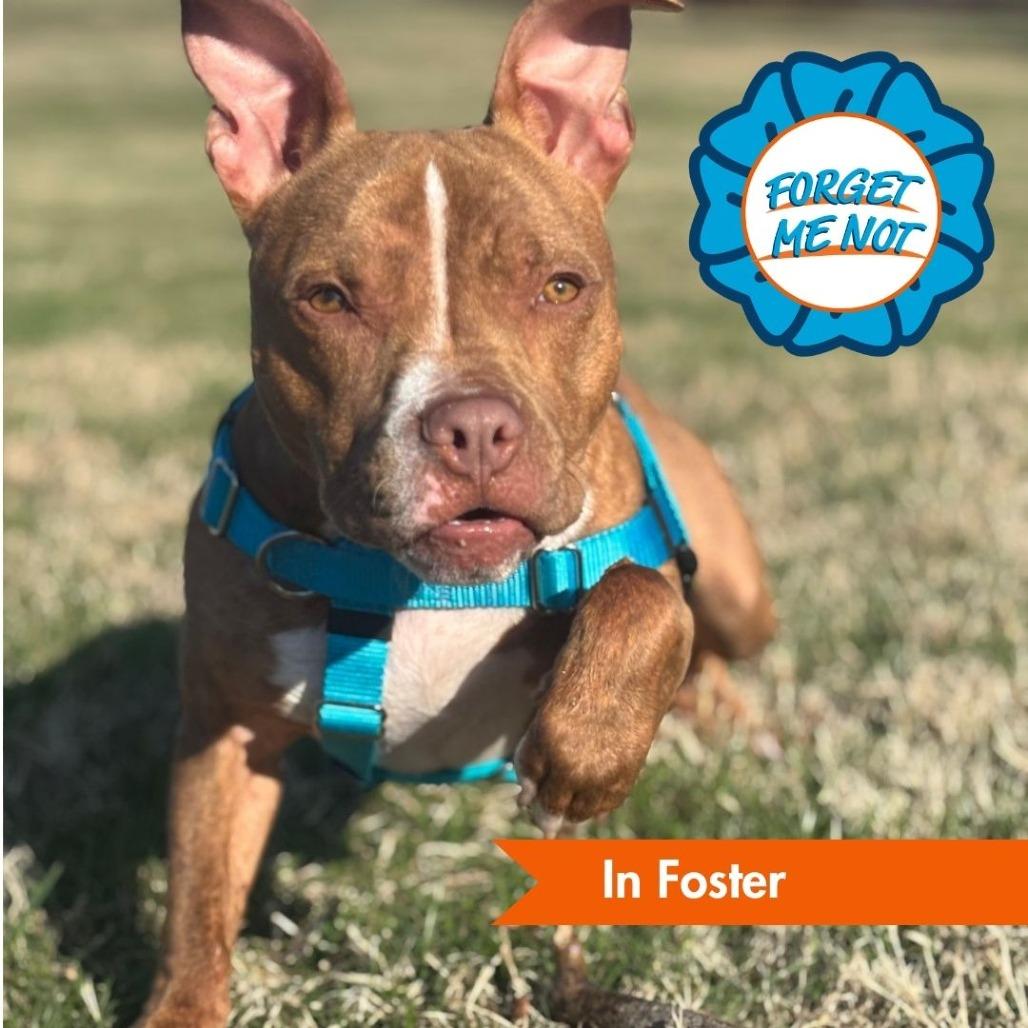 Whippersnapper, a Adoptable Pit Bull Terrier in Baltimore, MD image 5/6