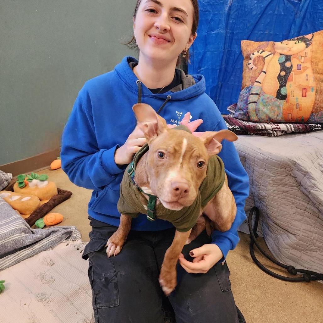 Enlarge Whippersnapper, a Adoptable Pit Bull Terrier in Baltimore, MD image 4/4