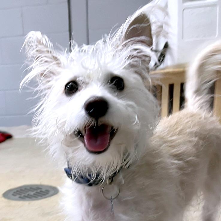 Enlarge Tito, a Adoptable Terrier in South Burlington, VT image 2/6