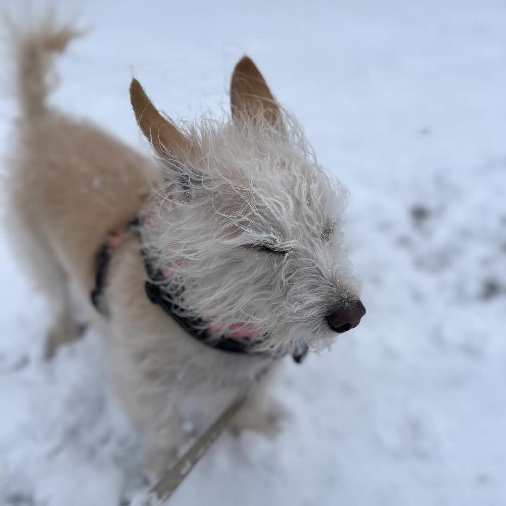 Enlarge Tito, a Adoptable Terrier in South Burlington, VT image 3/6