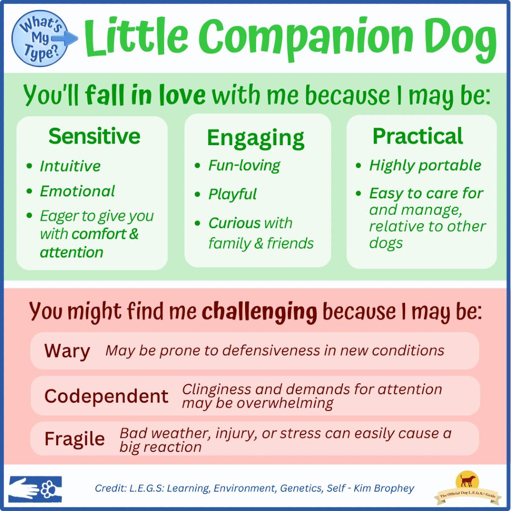 Enlarge Tito, a Adoptable Terrier in South Burlington, VT image 4/6