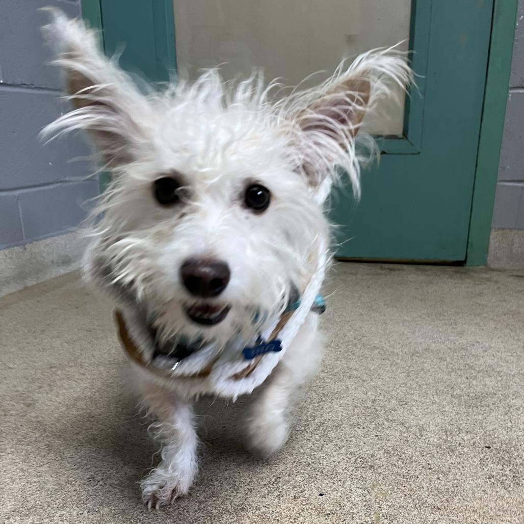 Enlarge Tito, a Adoptable Terrier in South Burlington, VT image 5/6