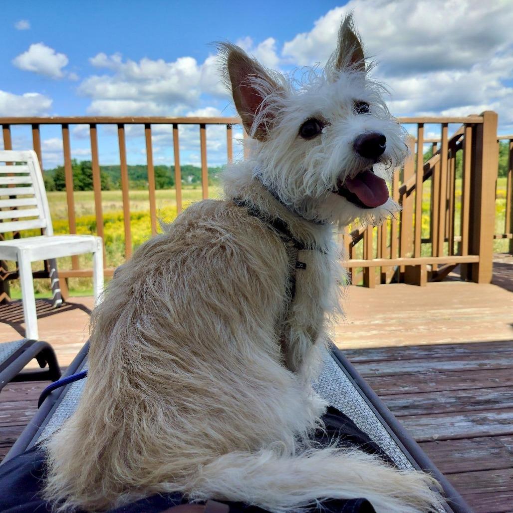 Enlarge Tito, a Adoptable Terrier in South Burlington, VT image 6/6