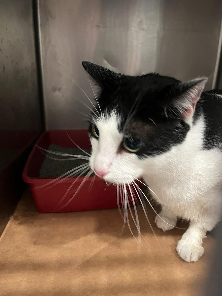 Oz, Adoptable, Young Male Domestic Short Hair.