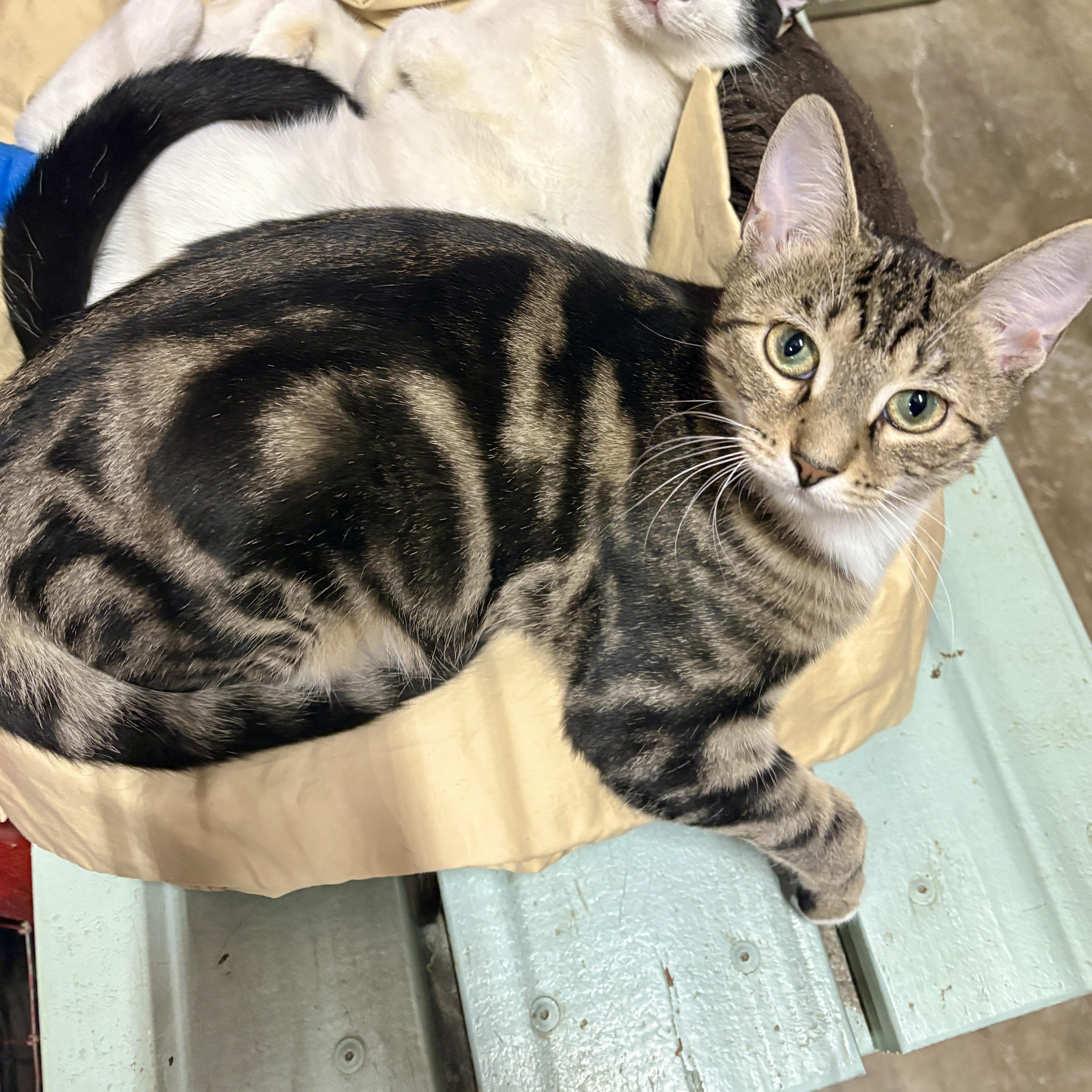 Enlarge Lovey, a Adoptable Domestic Short Hair in Centerville, GA image 1/1