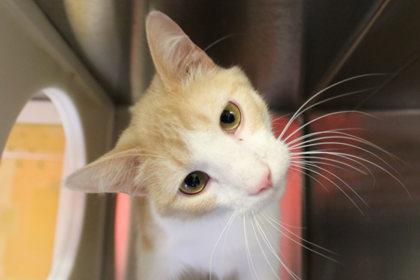 Enlarge Jackson, a Adoptable Domestic Short Hair in Kansas City, MO image 1/1