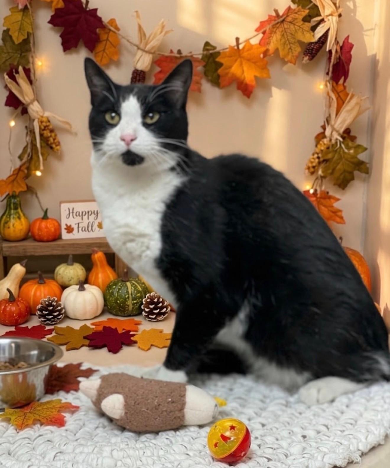 Enlarge 61866156, a Adoptable mixed breed in Elko, NV image 1/1