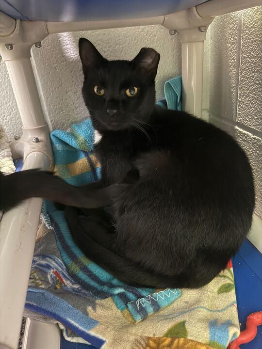 Enlarge Sweet William, an adoptable Tuxedo in Jackson, MI image 2/5