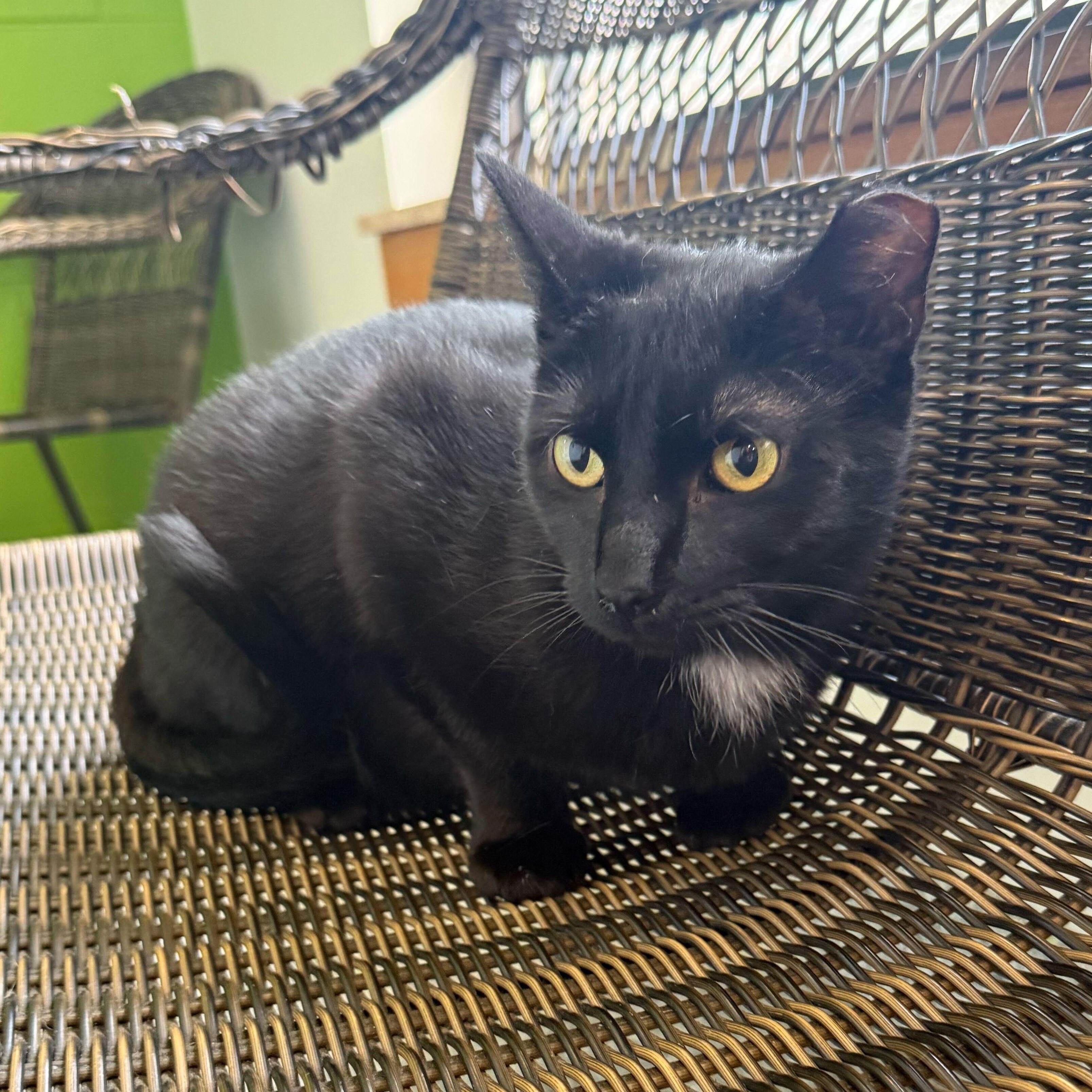 Enlarge Sweet William, a ADOPTABLE Tuxedo in Jackson, MI image 4/5