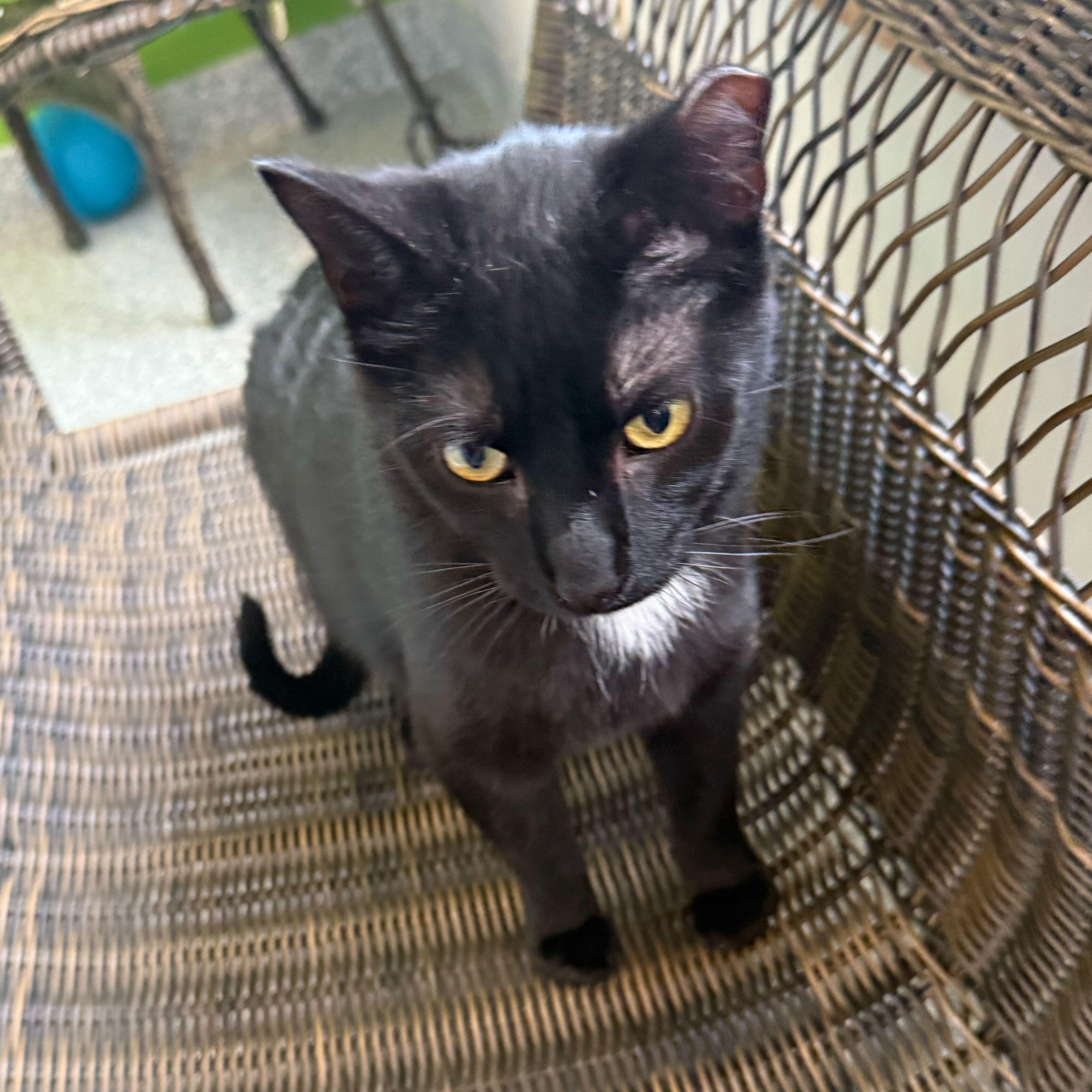 Enlarge Sweet William, a ADOPTABLE Tuxedo in Jackson, MI image 2/5