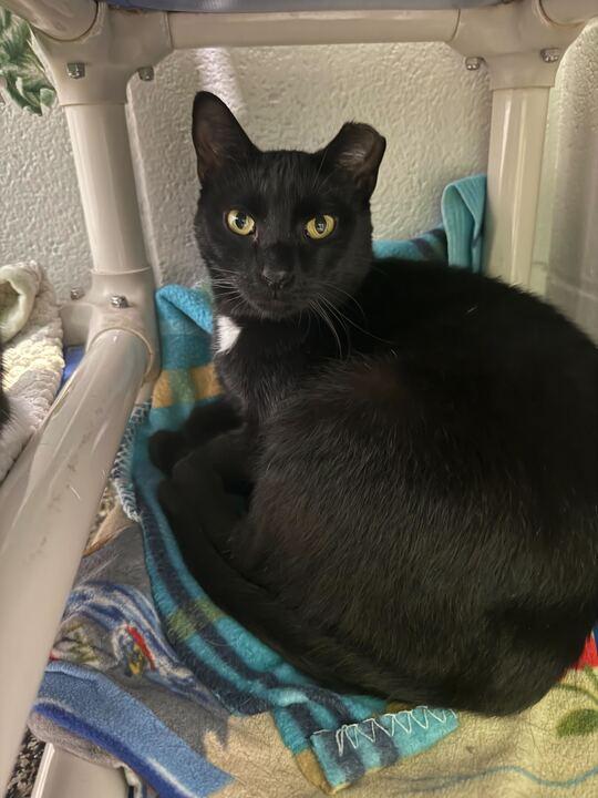Sweet William, adoptable, Adult Male Tuxedo.