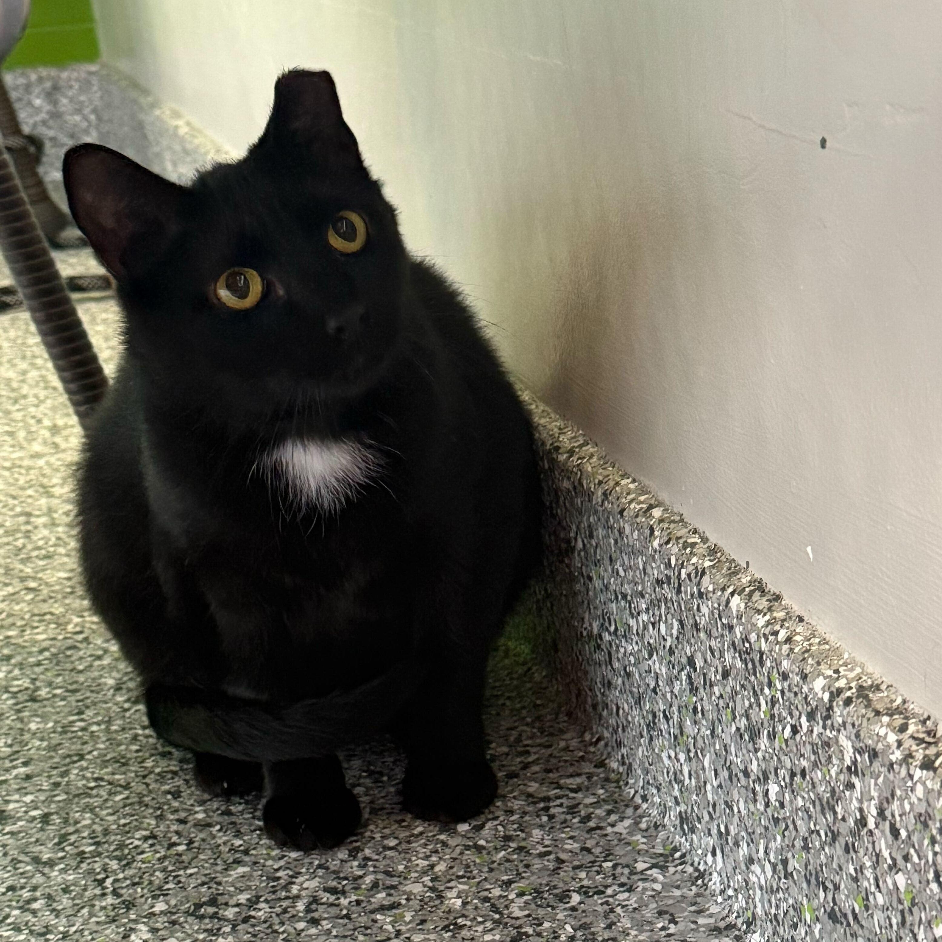 Enlarge Sweet William, a ADOPTABLE Tuxedo in Jackson, MI image 3/5