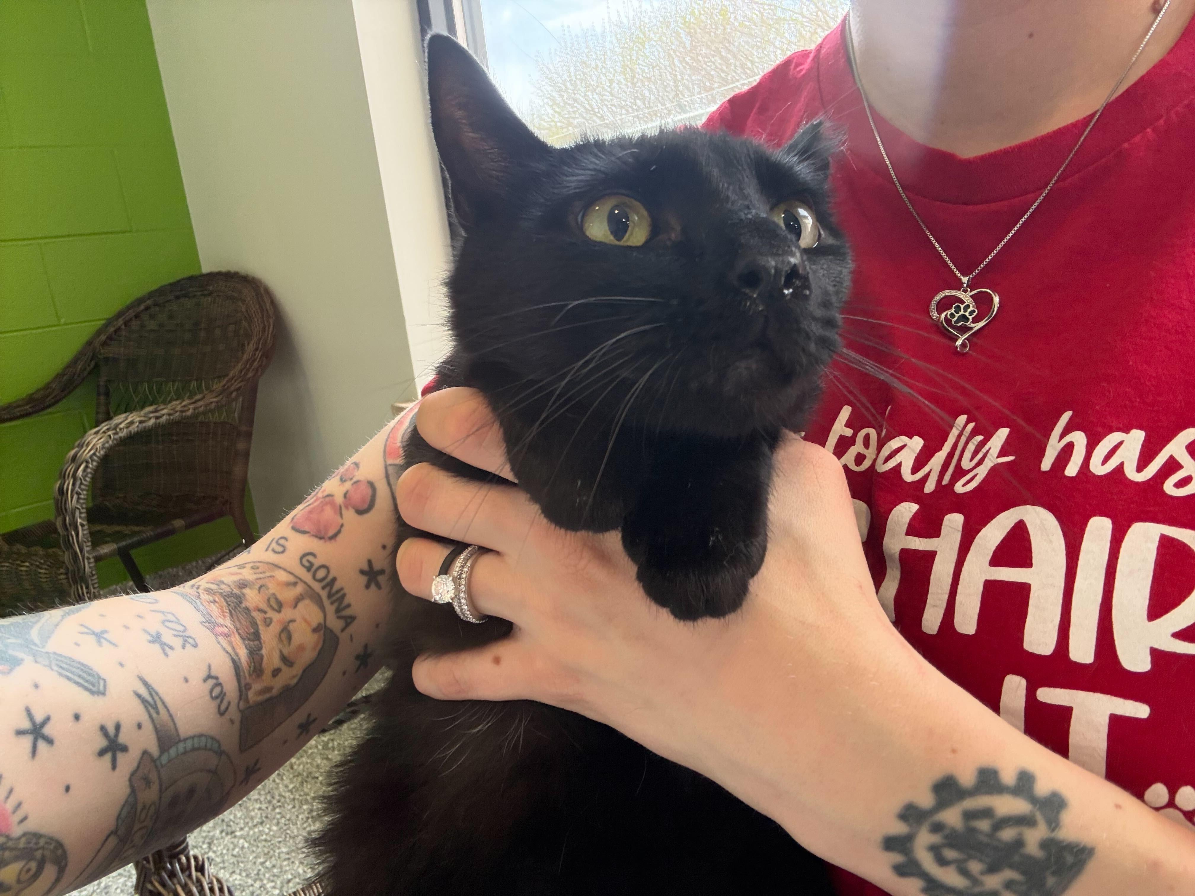 Enlarge Sweet William, a ADOPTABLE Tuxedo in Jackson, MI image 5/5