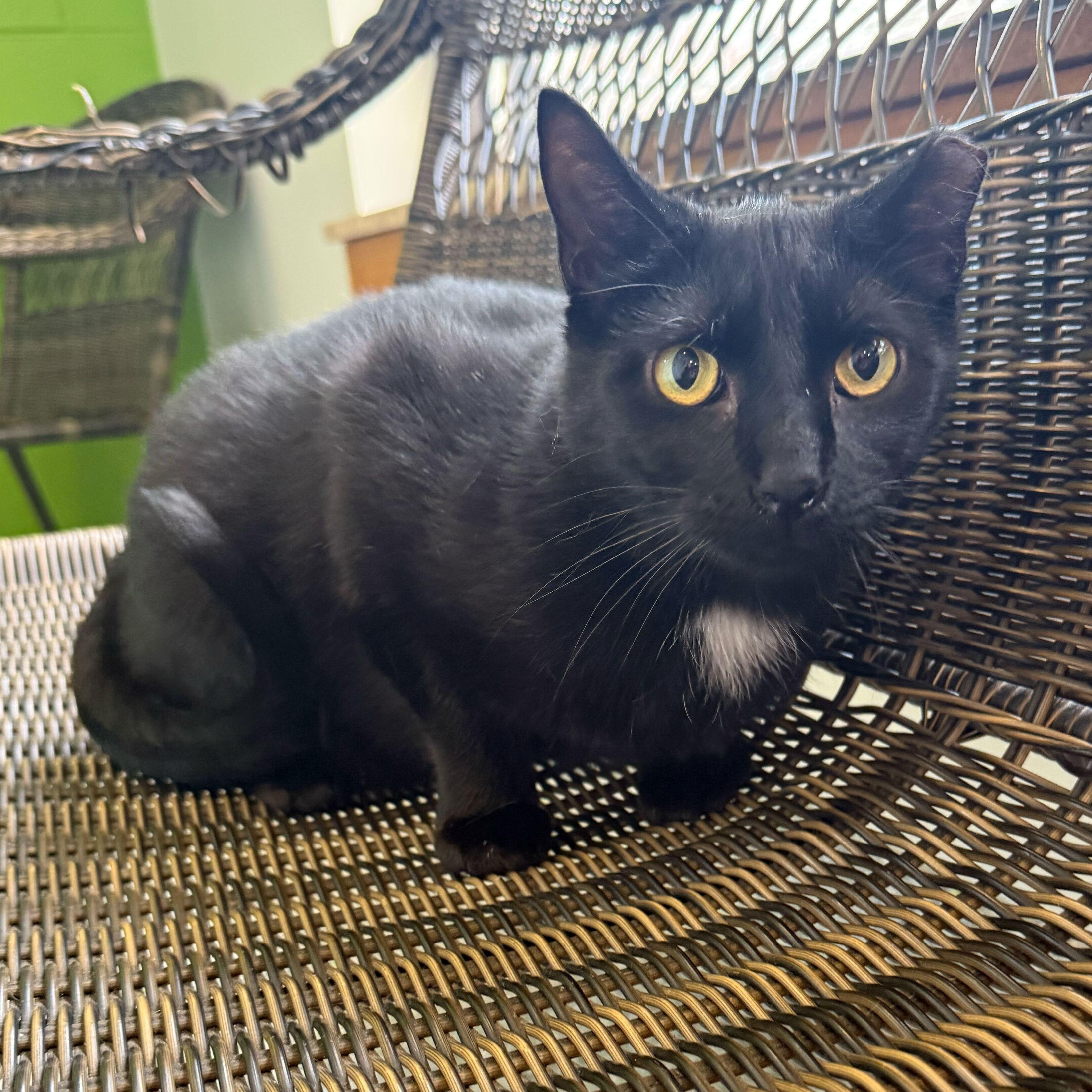 Enlarge Sweet William, a ADOPTABLE Tuxedo in Jackson, MI image 1/5