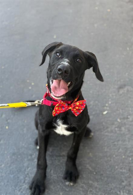 COBRA BUBBLES, Adoptable, Young Male Labrador Retriever & Mixed Breed.