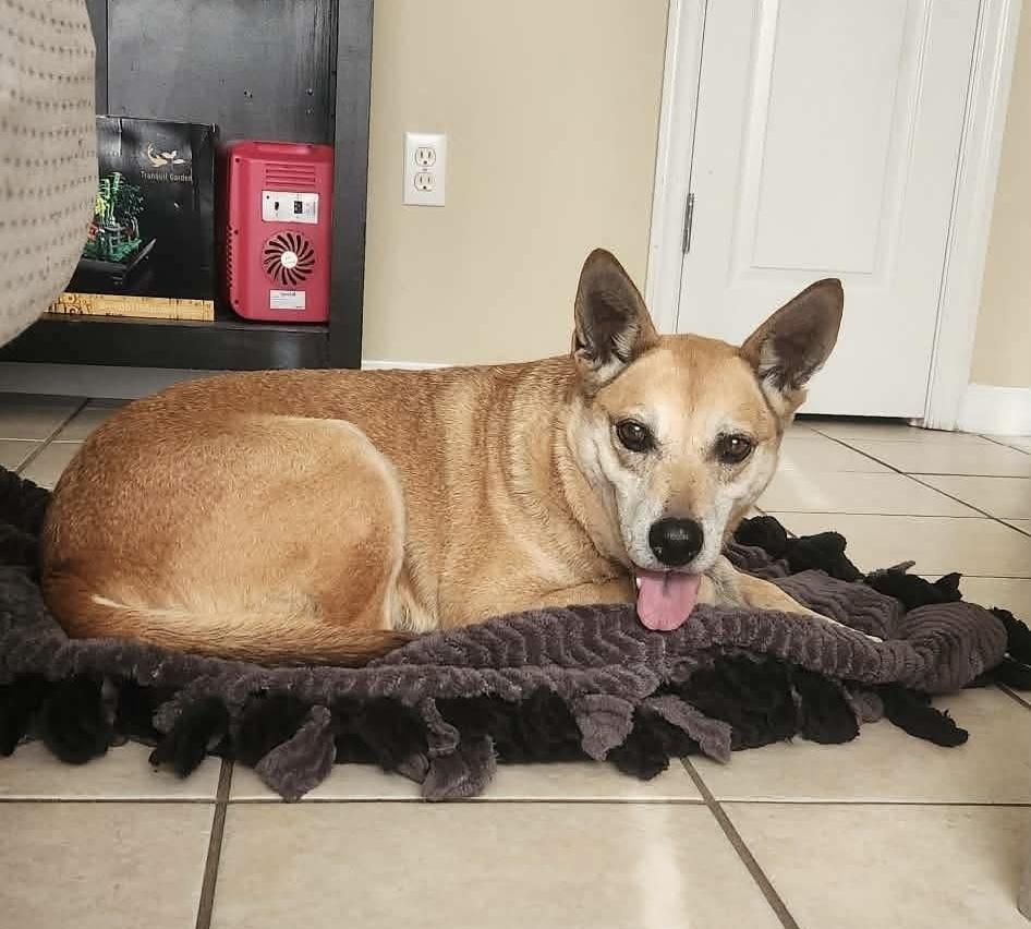 Rai (Senior), Adoptable, Senior Female Shepherd.