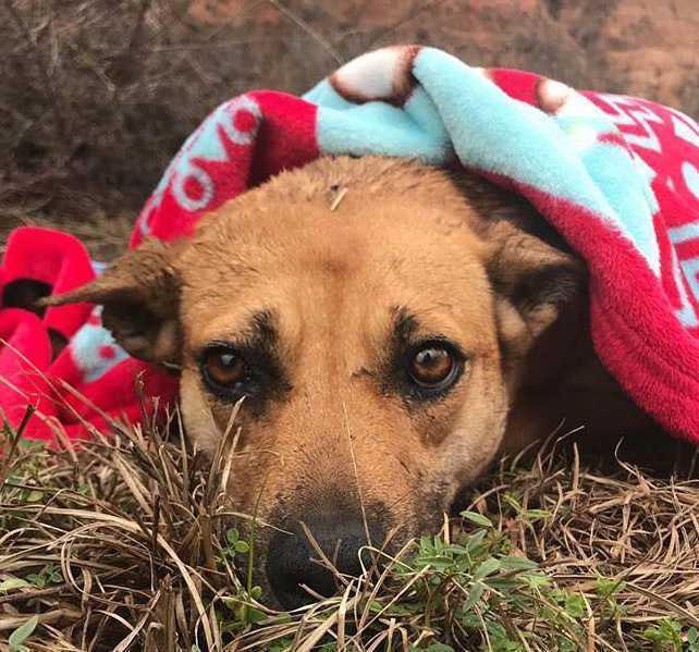 Enlarge Rai (Senior - Very Shy), a Adoptable mixed breed in Troy, AL image 1/1