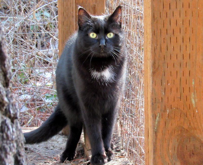 Vote For Pedro!, Adoptable, Adult Male Domestic Short Hair.