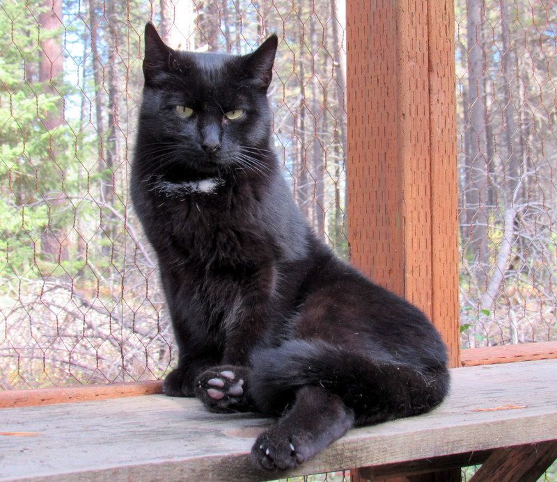 Enlarge Vote For Pedro!, a Adoptable Domestic Short Hair in Newport, WA image 2/6