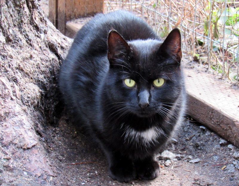 Enlarge Vote For Pedro!, a Adoptable Domestic Short Hair in Newport, WA image 3/6