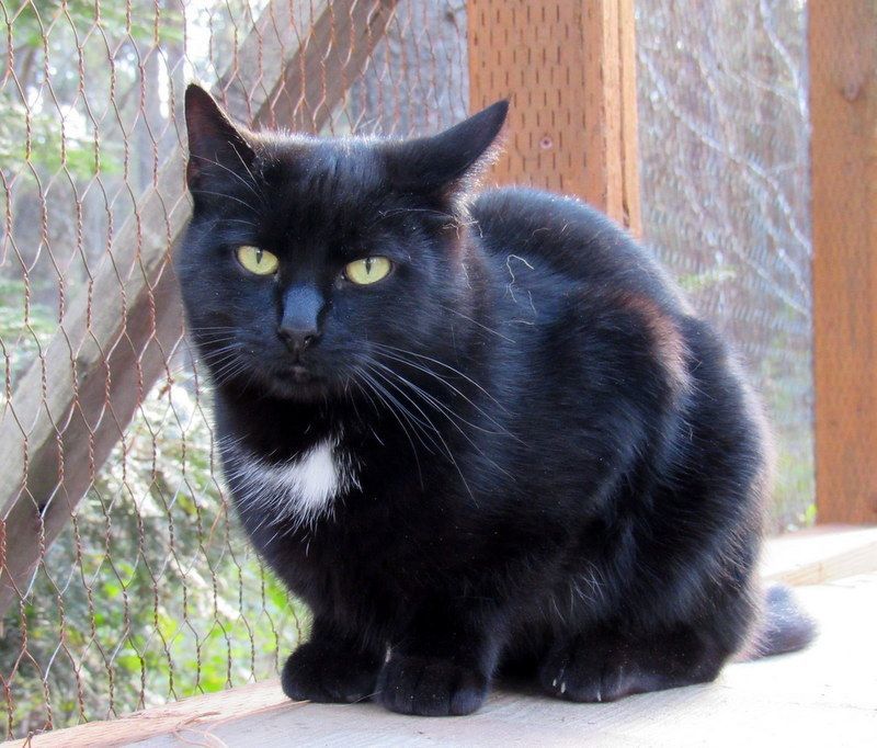 Enlarge Vote For Pedro!, a Adoptable Domestic Short Hair in Newport, WA image 4/6