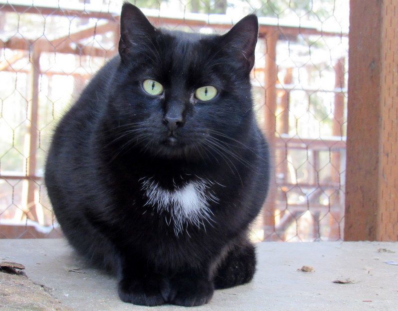 Enlarge Vote For Pedro!, a Adoptable Domestic Short Hair in Newport, WA image 5/6