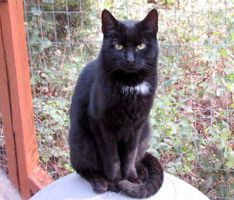 Enlarge Vote For Pedro!, a Adoptable Domestic Short Hair in Newport, WA image 6/6
