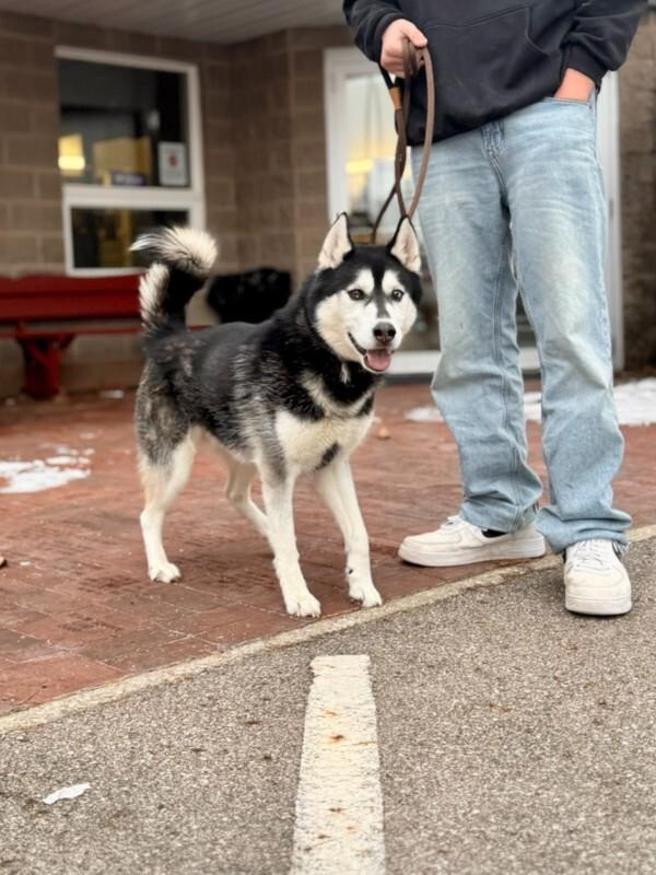Enlarge Bear, a Adoptable Husky in Wooster, OH image 1/3