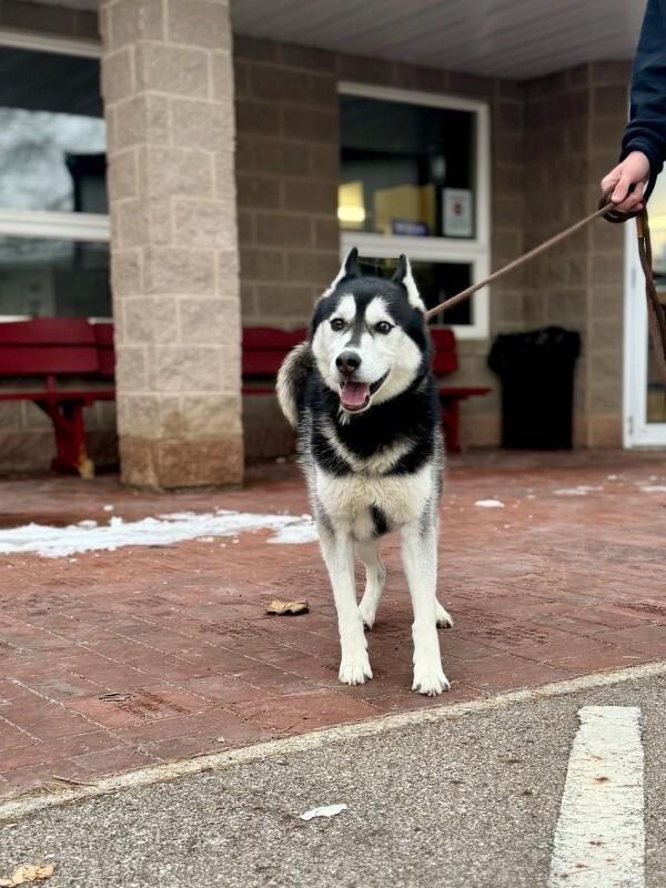Enlarge Bear, a Adoptable Husky in Wooster, OH image 3/3