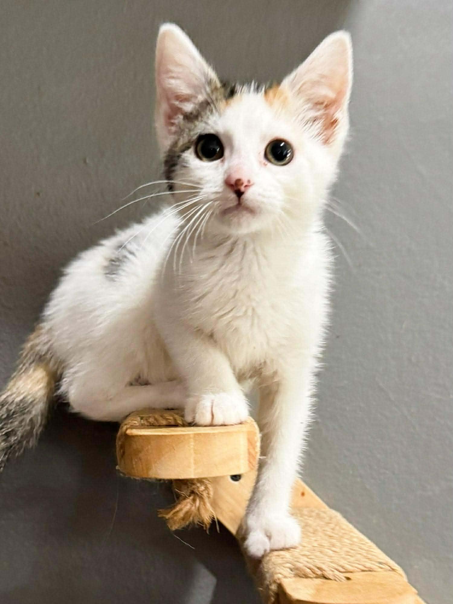 Kris, an adopted Domestic Short Hair in Sioux Falls, SD image 1/3