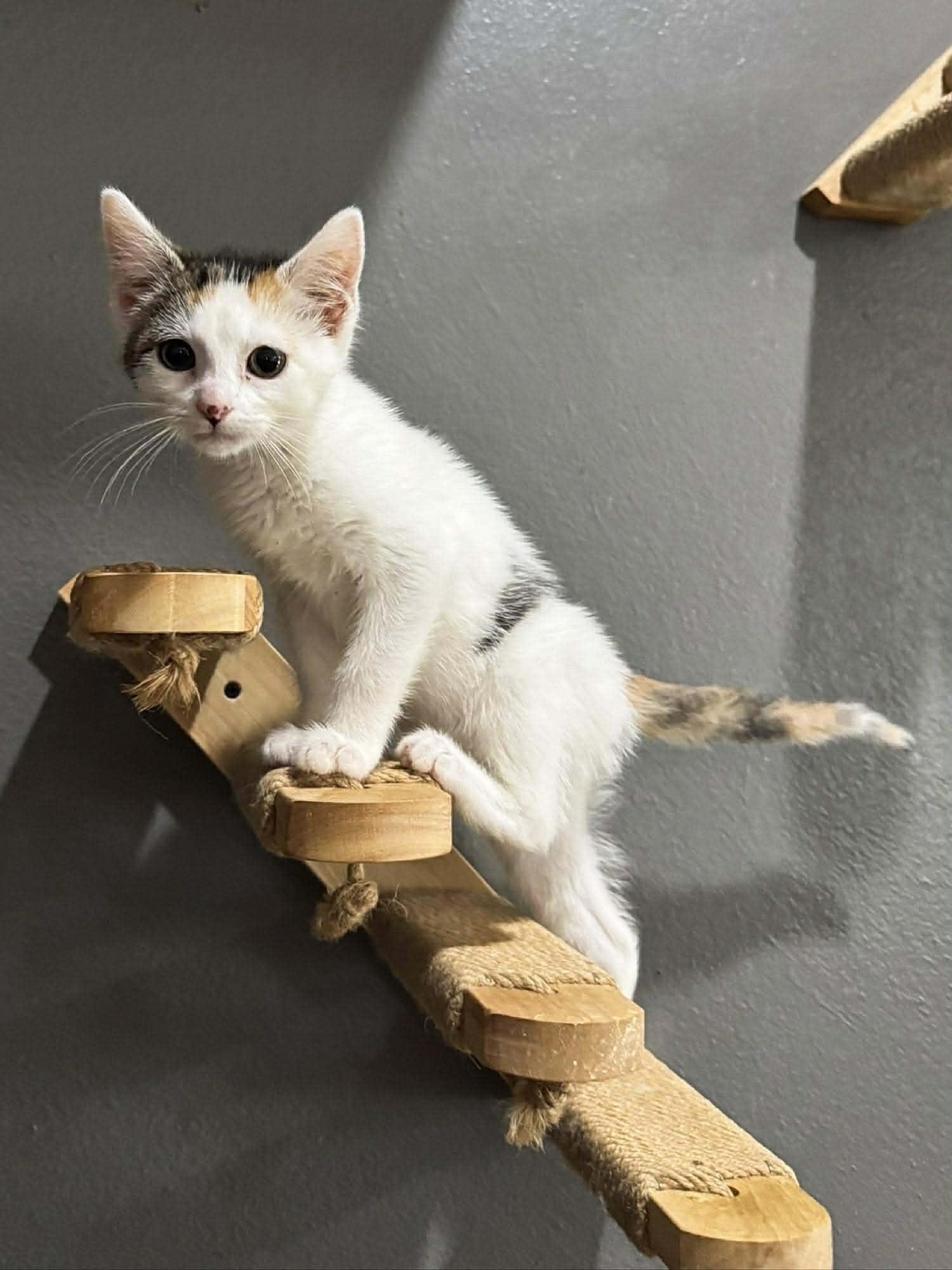 Kris, an adopted Domestic Short Hair in Sioux Falls, SD image 3/3