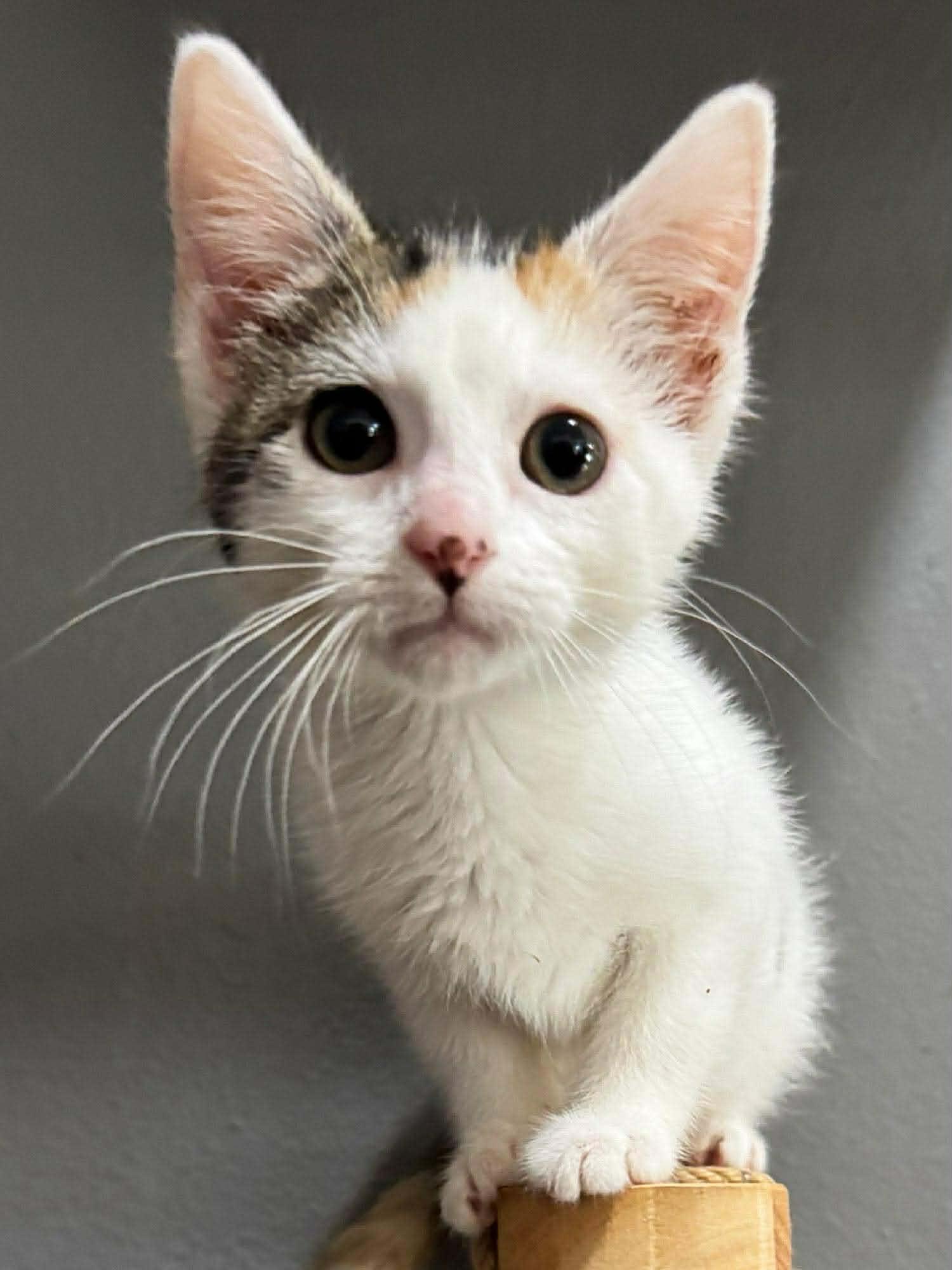 Kris, an adopted Domestic Short Hair in Sioux Falls, SD image 2/3