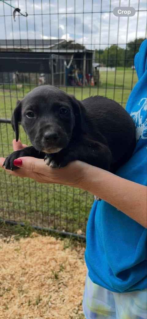 Tammi (Friday Night Lights Litter)