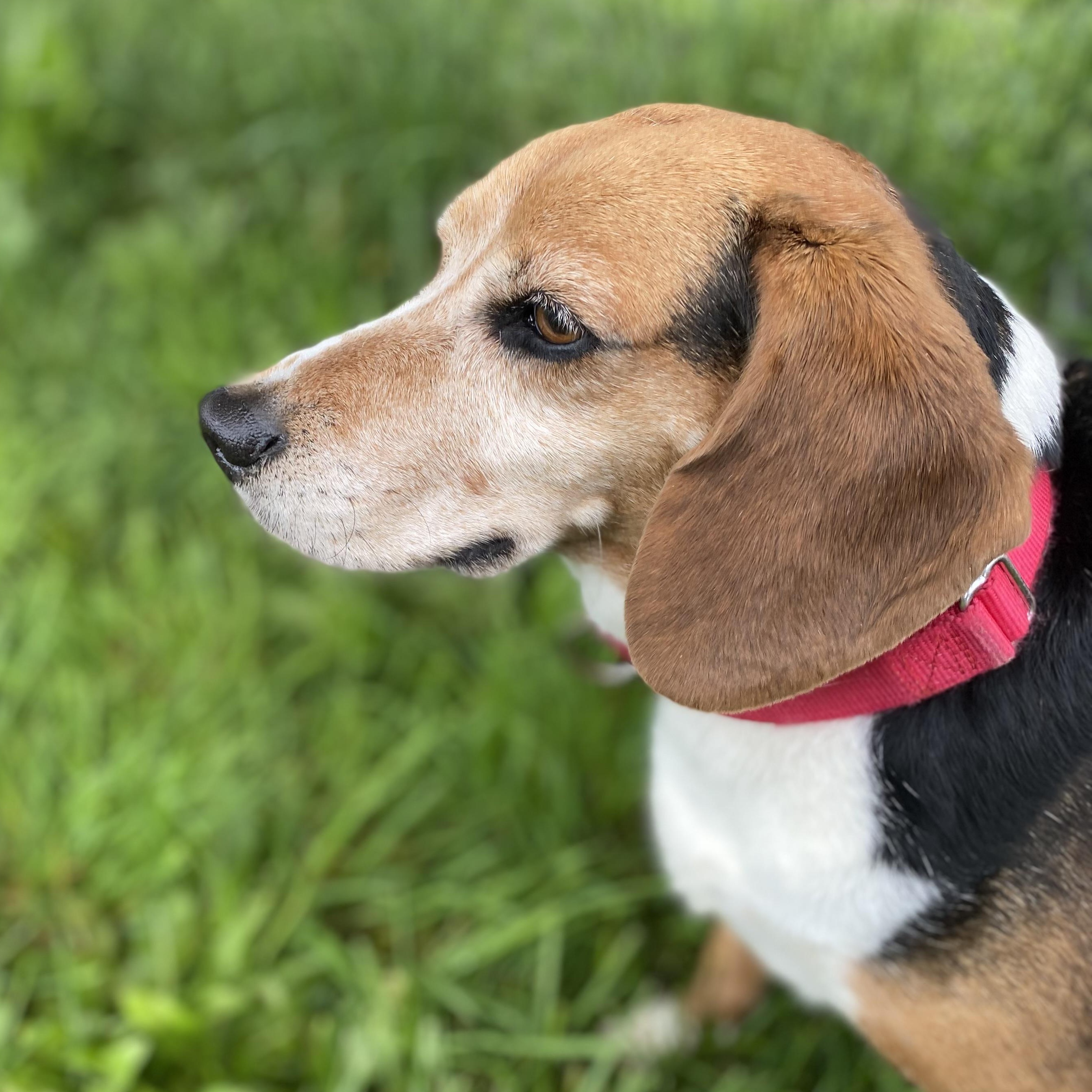 Enlarge Henry, an adoptable Beagle in Elyria, OH image 2/5