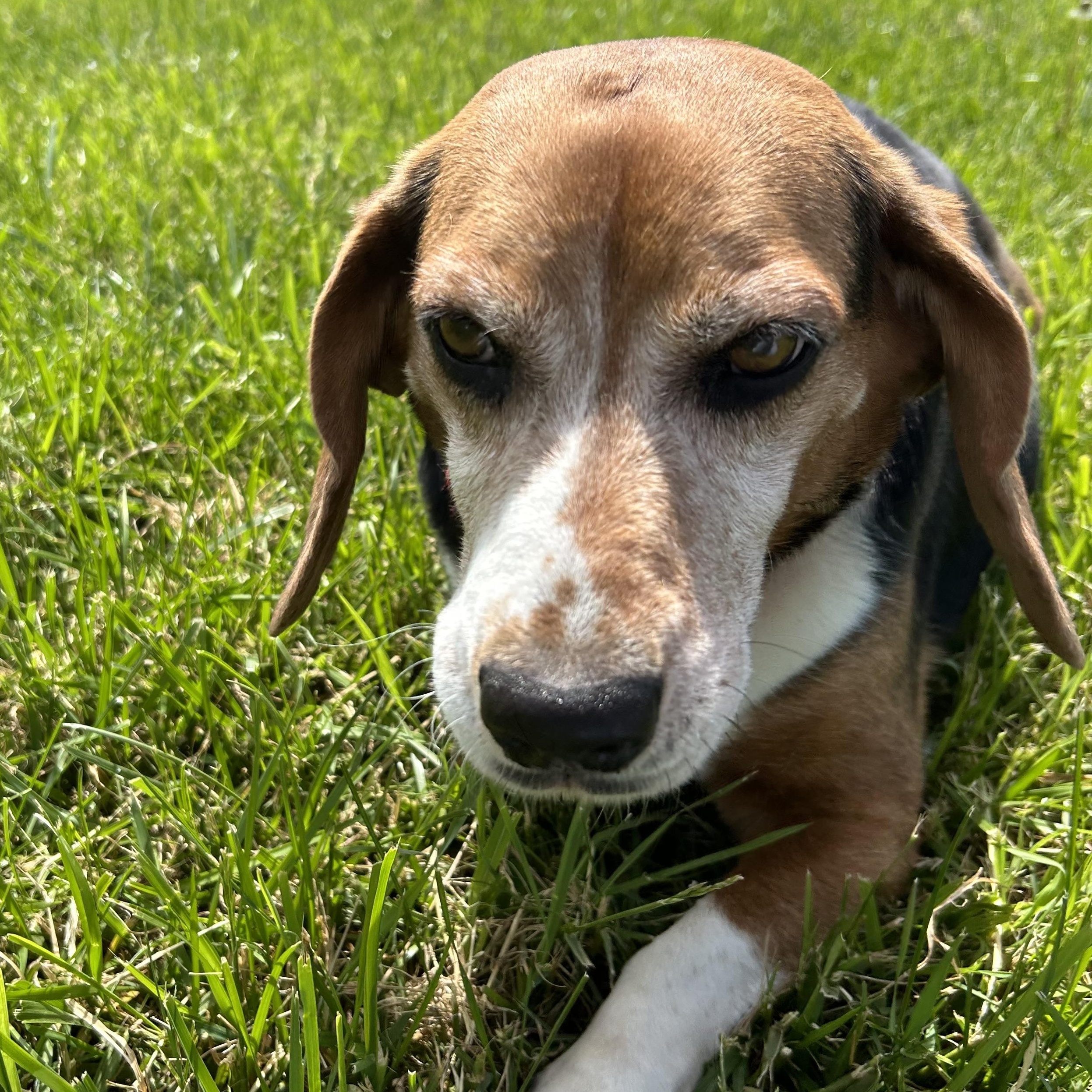 Enlarge Henry, an adoptable Beagle in Elyria, OH image 3/5