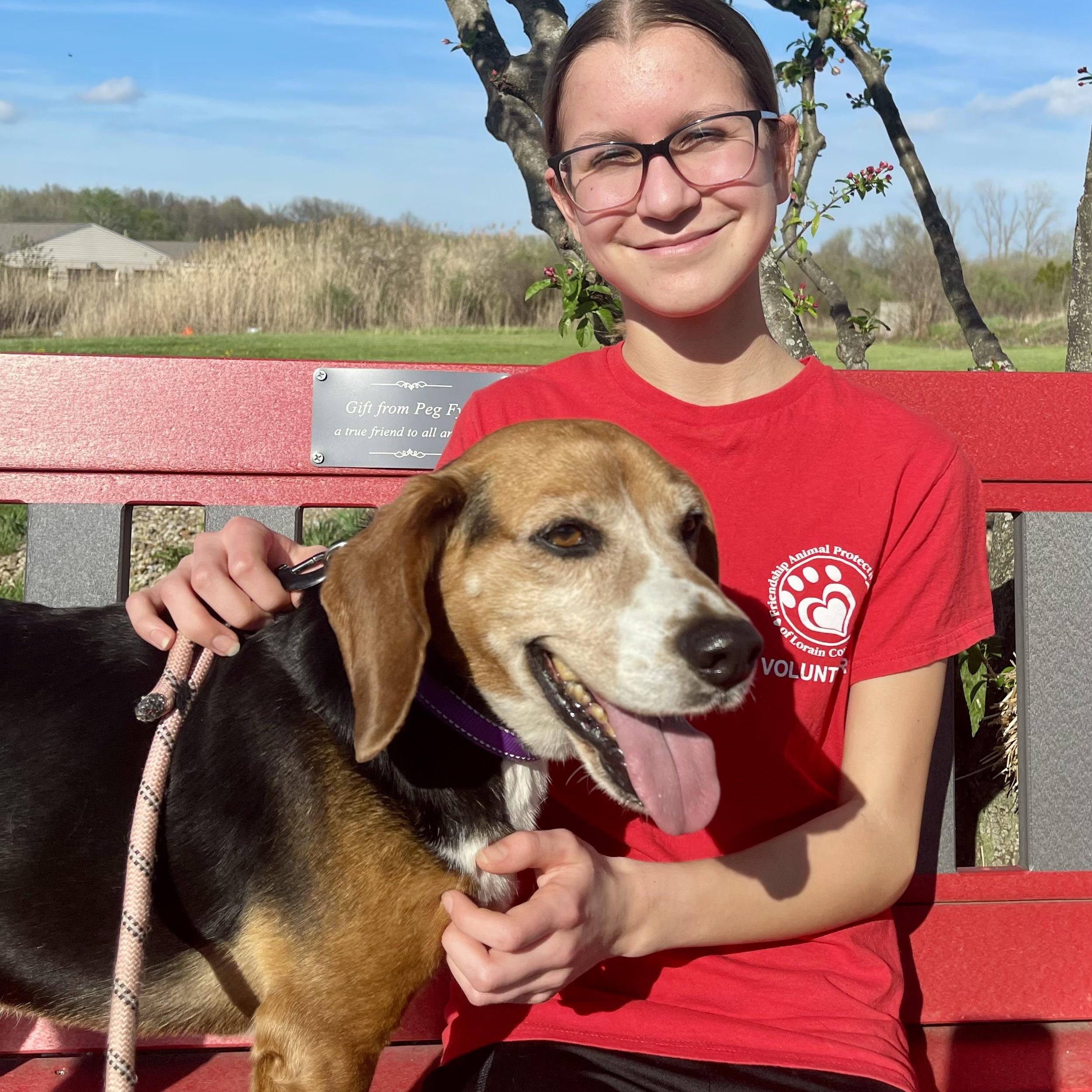 Enlarge Henry, an adoptable Beagle in Elyria, OH image 1/5