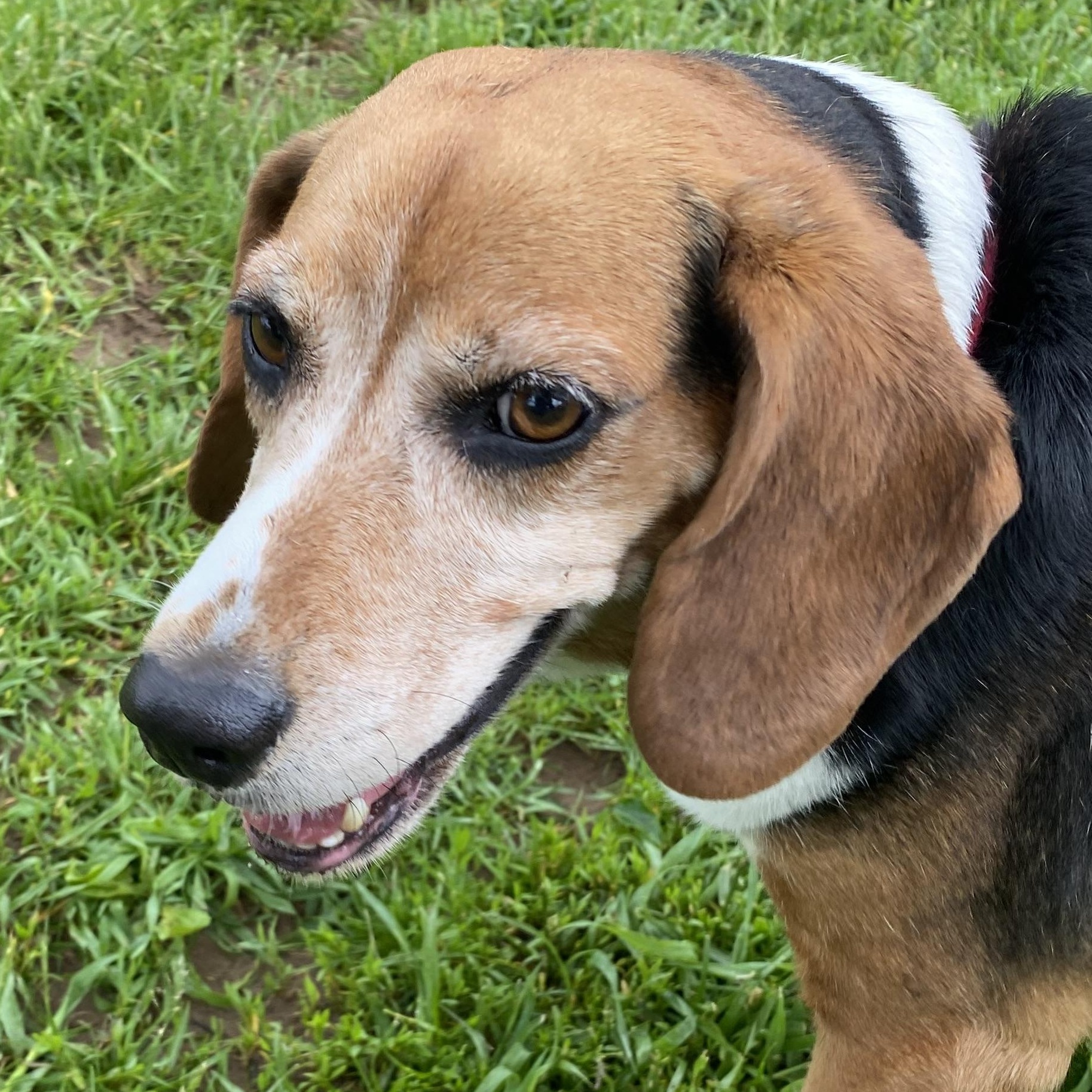 Enlarge Henry, an adoptable Beagle in Elyria, OH image 4/5